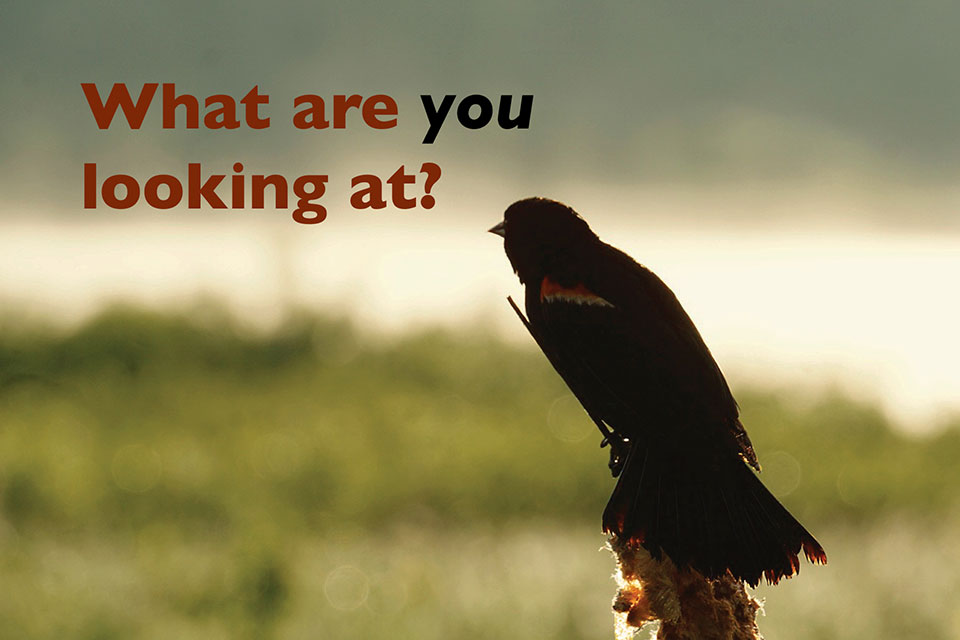 Open Your Eyes to Nature Mailer Front